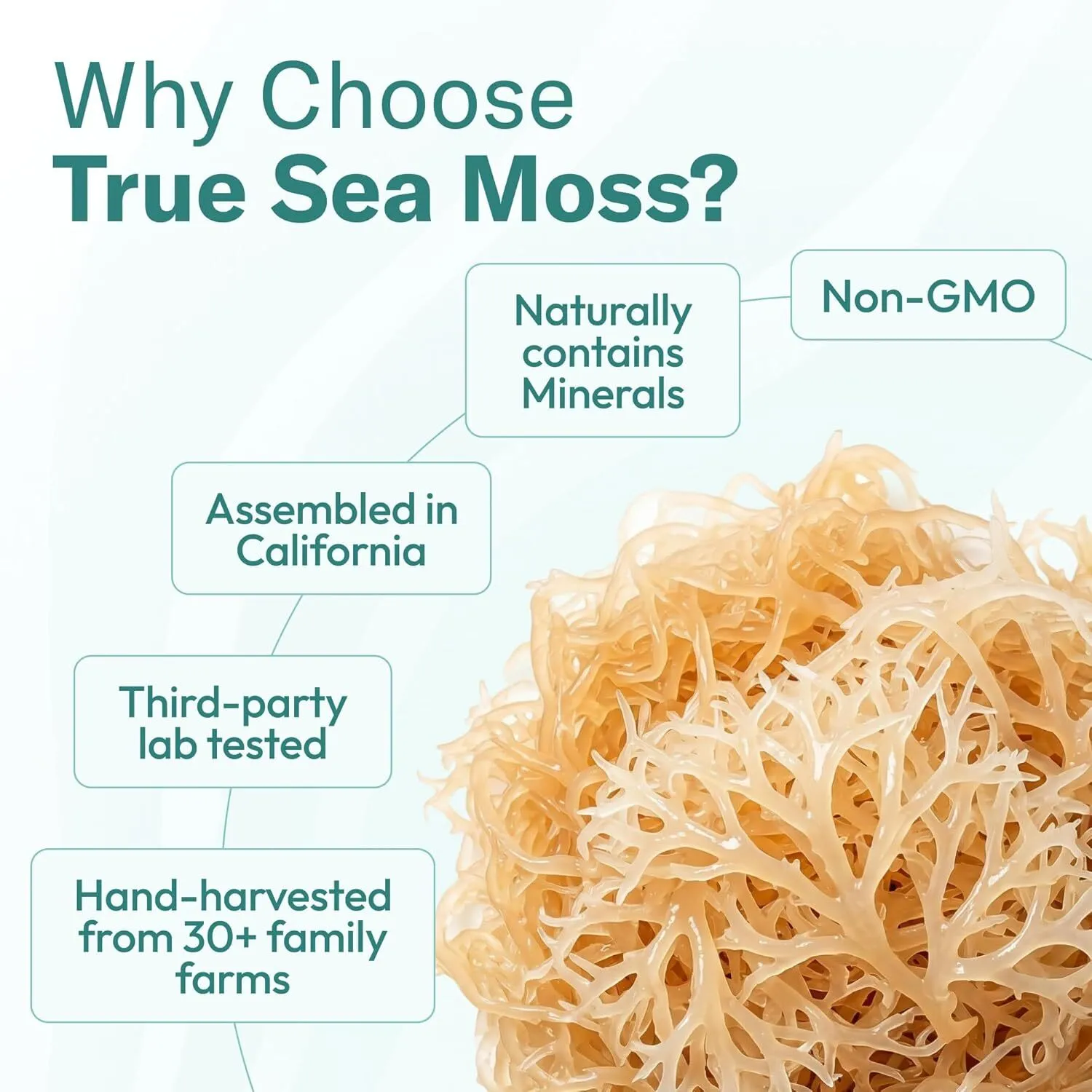 TrueSeaMoss Sea Moss Gel – Wildcrafted Seamoss with Fruits – Jams & Jellies – Watermelon/Raspberry, Pack of 1 - Image 8